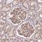 Ataxin 2 Like antibody, NBP2-48741, Novus Biologicals, Immunohistochemistry paraffin image 