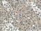 Programmed Cell Death 10 antibody, 66440-1-Ig, Proteintech Group, Immunohistochemistry frozen image 