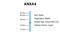 Annexin A4 antibody, NBP1-59120, Novus Biologicals, Western Blot image 