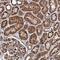Integrator Complex Subunit 10 antibody, NBP1-91234, Novus Biologicals, Immunohistochemistry frozen image 