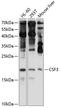 Colony Stimulating Factor 3 antibody, 22-041, ProSci, Western Blot image 