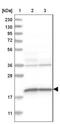 Myelin Oligodendrocyte Glycoprotein antibody, NBP1-87458, Novus Biologicals, Western Blot image 