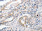 Purinergic Receptor P2Y11 antibody, CSB-PA582272, Cusabio, Immunohistochemistry frozen image 
