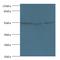 Origin recognition complex subunit 4 antibody, MBS1491806, MyBioSource, Western Blot image 