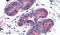 G Protein-Coupled Receptor Class C Group 5 Member A antibody, PA5-33796, Invitrogen Antibodies, Immunohistochemistry paraffin image 