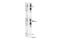 Plasmalemma Vesicle Associated Protein antibody, 82489S, Cell Signaling Technology, Western Blot image 