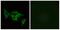 Putative olfactory receptor 2I1 antibody, A30907, Boster Biological Technology, Immunofluorescence image 