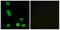 G Protein-Coupled Receptor 63 antibody, A14960, Boster Biological Technology, Western Blot image 