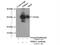 Proline Rich And Gla Domain 1 antibody, 14103-1-AP, Proteintech Group, Immunoprecipitation image 