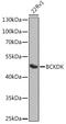 Branched Chain Keto Acid Dehydrogenase Kinase antibody, 23-450, ProSci, Western Blot image 