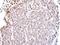 TEA Domain Transcription Factor 4 antibody, NBP1-32765, Novus Biologicals, Immunohistochemistry frozen image 