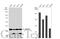 Aldose reductase antibody, GTX113381, GeneTex, Western Blot image 