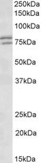 FMR1 Autosomal Homolog 1 antibody, LS-C34682, Lifespan Biosciences, Western Blot image 