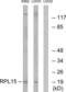 Ribosomal Protein L15 antibody, LS-C119656, Lifespan Biosciences, Western Blot image 