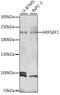 ADP Ribosylation Factor Guanine Nucleotide Exchange Factor 1 antibody, 16-626, ProSci, Western Blot image 