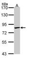 Tripartite Motif Containing 36 antibody, NBP1-33644, Novus Biologicals, Western Blot image 