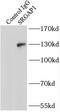 SLIT-ROBO Rho GTPase Activating Protein 1 antibody, FNab08224, FineTest, Immunoprecipitation image 