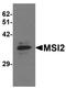 Musashi RNA Binding Protein 2 antibody, orb95663, Biorbyt, Western Blot image 