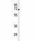 NUMB Endocytic Adaptor Protein antibody, F41458-0.4ML, NSJ Bioreagents, Western Blot image 