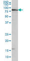 Early Growth Response 1 antibody, LS-C104940, Lifespan Biosciences, Western Blot image 