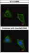 Tubulin antibody, LS-C155339, Lifespan Biosciences, Immunofluorescence image 