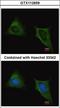 Tubulin beta antibody, LS-C155339, Lifespan Biosciences, Immunofluorescence image 