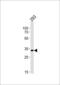 STIP1 Homology And U-Box Containing Protein 1 antibody, MBS9202585, MyBioSource, Western Blot image 