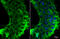 Integrin Subunit Beta 1 antibody, GTX128839, GeneTex, Immunocytochemistry image 