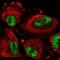 DEAD-Box Helicase 46 antibody, NBP2-56227, Novus Biologicals, Immunofluorescence image 
