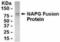 NSF Attachment Protein Gamma antibody, NB100-75437, Novus Biologicals, Western Blot image 