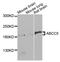 ATP Binding Cassette Subfamily C Member 5 antibody, LS-C332329, Lifespan Biosciences, Western Blot image 