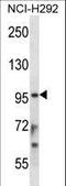 Signal Transducer And Activator Of Transcription 4 antibody, LS-C161549, Lifespan Biosciences, Western Blot image 