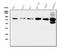 G Protein-Coupled Receptor Kinase 2 antibody, A32388-1, Boster Biological Technology, Western Blot image 