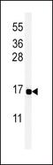 Peptide YY antibody, PA5-25027, Invitrogen Antibodies, Western Blot image 