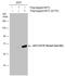 AKT Serine/Threonine Kinase 3 antibody, GTX132417, GeneTex, Western Blot image 