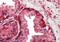 Glutathione S-Transferase Pi 1 antibody, NB100-1792, Novus Biologicals, Immunohistochemistry frozen image 