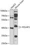 POU Class 4 Homeobox 3 antibody, 15-344, ProSci, Western Blot image 