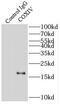 Cytochrome c oxidase subunit 4 isoform 1, mitochondrial antibody, FNab01912, FineTest, Immunoprecipitation image 