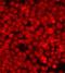 Enterotoxin type B antibody, orb76817, Biorbyt, Immunofluorescence image 