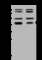 Pyruvate Dehydrogenase Kinase 3 antibody, 203835-T32, Sino Biological, Western Blot image 