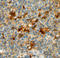 Complement Factor H antibody, AF4779, R&D Systems, Western Blot image 