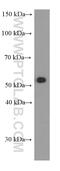 CD47 Molecule antibody, 66304-1-Ig, Proteintech Group, Western Blot image 