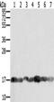 Peptidyl-prolyl cis-trans isomerase A antibody, CSB-PA014187, Cusabio, Western Blot image 