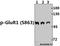 Glutamate Ionotropic Receptor AMPA Type Subunit 1 antibody, A02677S863, Boster Biological Technology, Western Blot image 