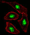 DExH-Box Helicase 9 antibody, MBS9210437, MyBioSource, Immunofluorescence image 