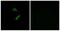 Olfactory Receptor Family 10 Subfamily G Member 9 antibody, TA316236, Origene, Immunofluorescence image 