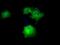 Death Associated Protein Kinase 2 antibody, GTX84630, GeneTex, Immunofluorescence image 