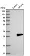 Microfibril Associated Protein 5 antibody, PA5-52706, Invitrogen Antibodies, Western Blot image 