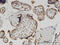 Zinc Finger And SCAN Domain Containing 29 antibody, LS-C134123, Lifespan Biosciences, Immunohistochemistry frozen image 