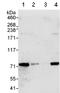 RNA Binding Motif Protein 14 antibody, ab70636, Abcam, Western Blot image 